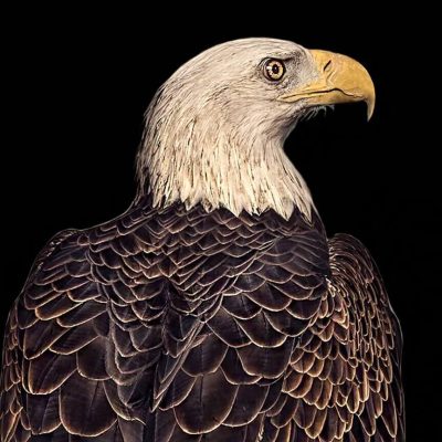 creative etching eagle